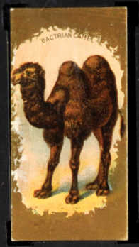 N216 Bactrian Camel.jpg